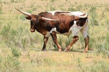 TROPHY STEER PROSPECT 